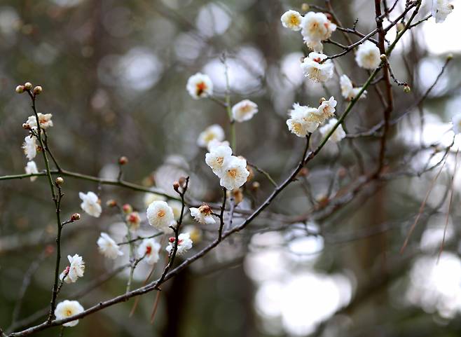 제주 한림공원의 백매화