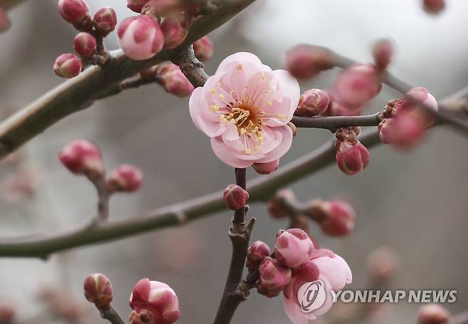꽃망울 터트린 매화 이달 15일 부산 남구 대연수목전시원의 매화가 꽃망울을 터뜨리고 있다. [연합뉴스 자료사진]