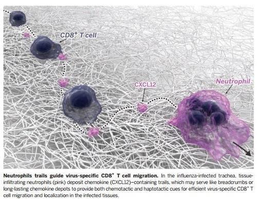 호중구의 유도를 따라가는 '바이러스 특이' CD8+ T세포 [저널 '사이언스' 제공 / 재판매 및 DB 금지]