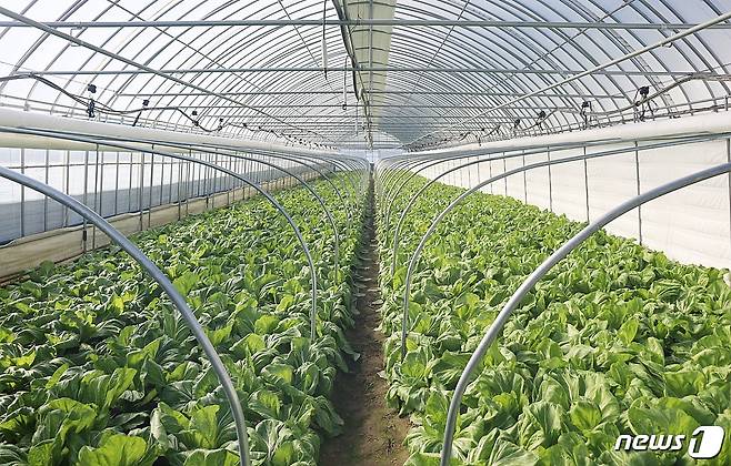 전북 정읍지역에서 아열대 채소가 출하를 앞두고 있어 농촌지역 새 소득 작물로 각광 받고 있다. 베트남 갓배추. © 뉴스1