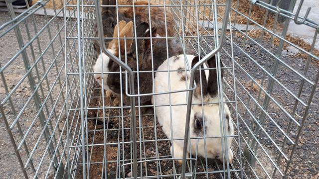 지난 15일 이전을 위해 포획된 인천 송도섬 토끼. 토끼보호연대 제공