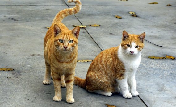 한국에서 최초로 고양이가 코로나19에 감염돼 주목받고 있다. fnDB