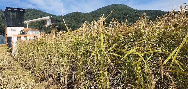 지난해 10월 7일 강원 홍천군 북방면의 논에서 벼를 수확하고 있다. (사진=연합뉴스)