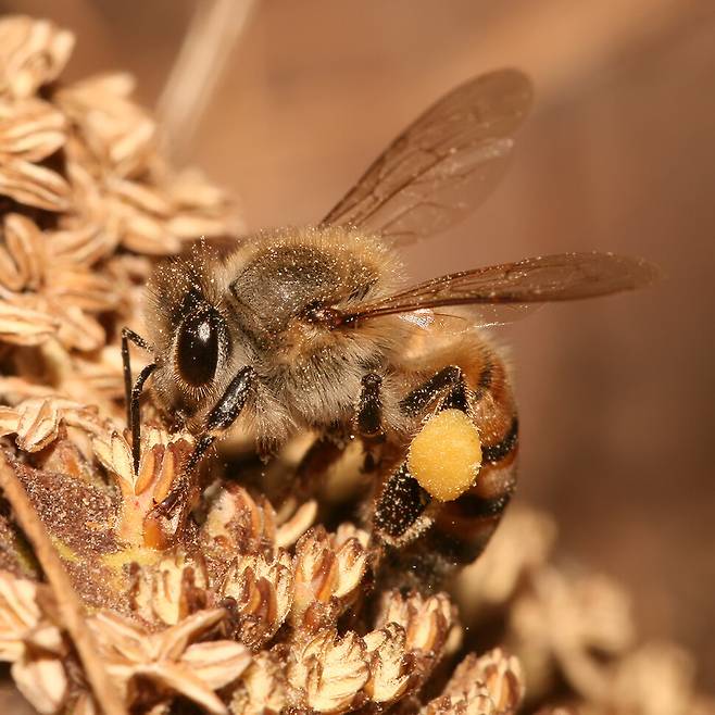 꿀벌은 주요 작물의 결실과 생물다양성 유지에 큰 역할을 한다. 꿀벌이 사라지면 우리에게 익숙한 경관이 달라질 수도 있다. 무하마드 카림, 위키미디어 코먼스 제공.