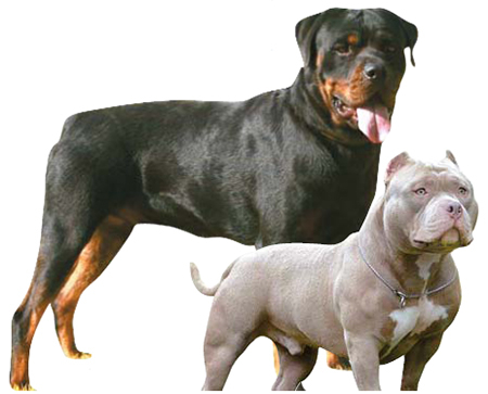 A Rottweiler, left, and American Pit Bull Terrier. [JOONGANG ILBO]