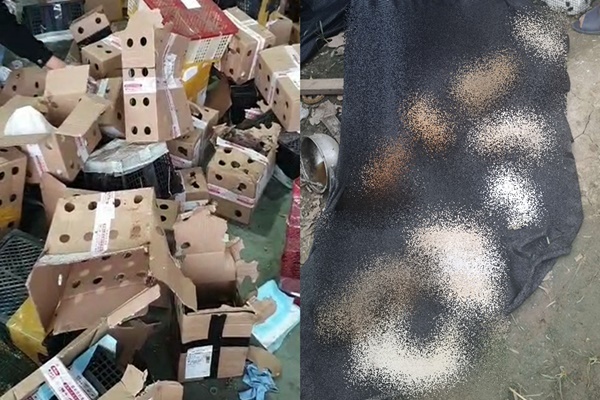 중국 한 물류센터에서 택배 상자에 배송되다가 숨진 반려동물들. 글로벌타임스 캡처