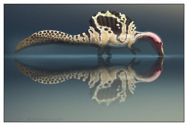 육식공룡 스피노사우루스가 악어처럼 물속을 헤엄치며 살았던 수생공룡이 아니라 물가를 거닐며 수중 생물을 잡아먹었을 것이라는 주장이 나왔다. 팔레온톨로지아 일렉트로니카 제공