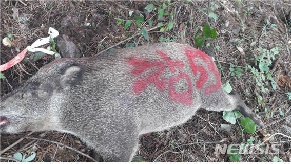 부안군 유해야생동물 기동포획단이 포획한 멧돼지 (사진=부안군 제공)
