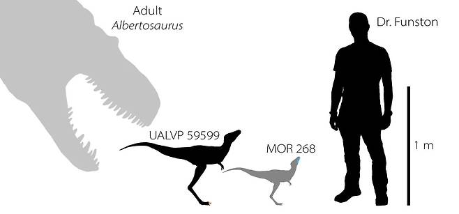 알베르토사우루스의 성체와 두 유체 그리고 성인 남성의 크기를 비교한 이미지.(사진=그레그 펀스턴 제공)