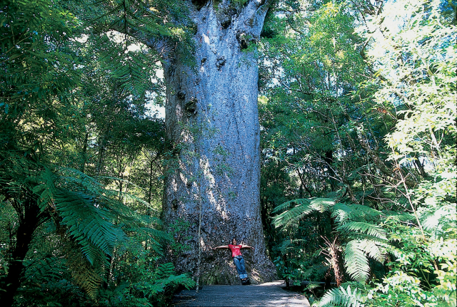 뉴질랜드 북섬 와이포우아 숲에서는 수 천 년 된 카우리 나무를 만나볼 수 있다.