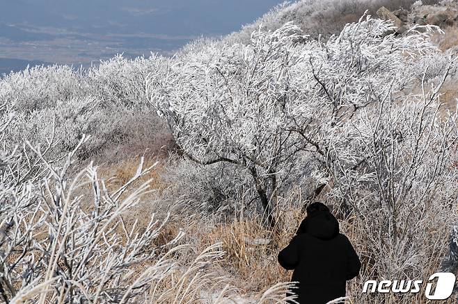 지난해 12월14일 무등산국립공원 정상부 나뭇가지에 상고대가 피어 멋진 설경을 연출하고 있다. 2020.12.14/뉴스1 © News1 황희규 기자