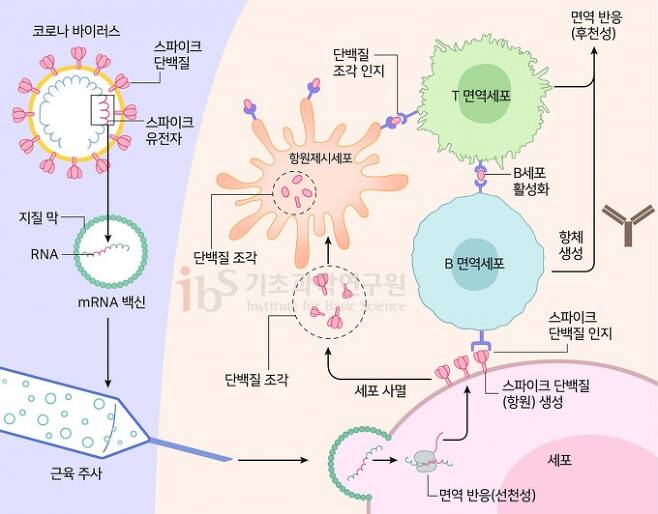 mRNA 백신의 작동원리. 사스코로나바이러스-2 스파이크단백질의 유전정보를 담은 mRNA는 사람의 세포로 들어가 스파이크단백질을 만든다. 이를 바이러스 침입으로 착각한 인체는 스파이크단백질에 대한 항체를 만들어낸다. mRNA 백신이 후천성 면역 반응을 유도하는 것이다. IBS 제공(출처 Topol, 2020)