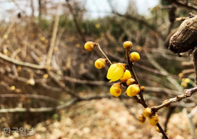 기청산식물원의 납매가 노란 꽃망울을 터트리고 있다. 1월 초 역대급 혹한에 올해는 개화가 좀 늦은 편이라 한다.