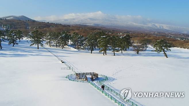 제주마방목지의 겨울 [연합뉴스 자료사진]