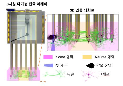 3D 인공 뇌 회로와 자극 및 신경신호 측정 위한 3차원 다기능 전극 어레이 [KIST 제공. 재판매 및 DB 금지]