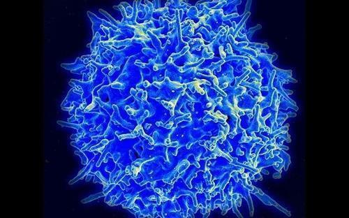 면역 반응에 핵심 역할을 하는 T세포 [미국 NIAID 제공 / 재판매 및 DB 금지]