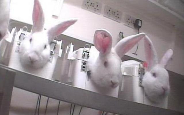 화장품 마스카라 개발을 위해 실험에 동원되는 토끼. 크루얼티 프리 인터내셔널(Cruelty Free International) 제공