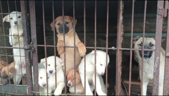 남양주의 개농장에서 태어난지 얼마되지 않은 강아지들이 철창 안에 갇혀 있다. 세이브코리안독스