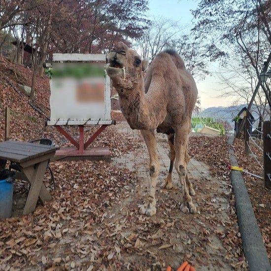 물, 사료 없는 사육장에 방치된 낙타가 입에서 거품을 흘리는 모습. / 사진=제보자 블로그 게시글 캡쳐