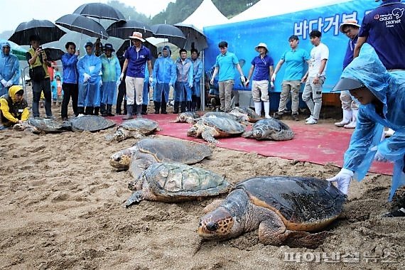 2019년 8월 제주 서귀포시 중문해수욕장에서 열린 멸종위기 바다거북 되살리기 방류행사. /사진=fnDB