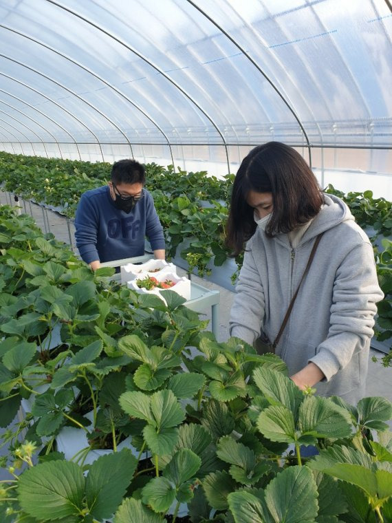 한국서부발전이 발달장애인을 위해 조성한 스마트농장 '산돌팜'이 최근 첫 시험재배에 성공해 딸기를 수확했다.