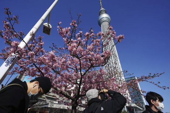 23일 마스크를 쓴 시민들이 이른 벚꽃이 핀 일본 도쿄 스카이트리 인근을 지나고 있다. [AP=연합뉴스]