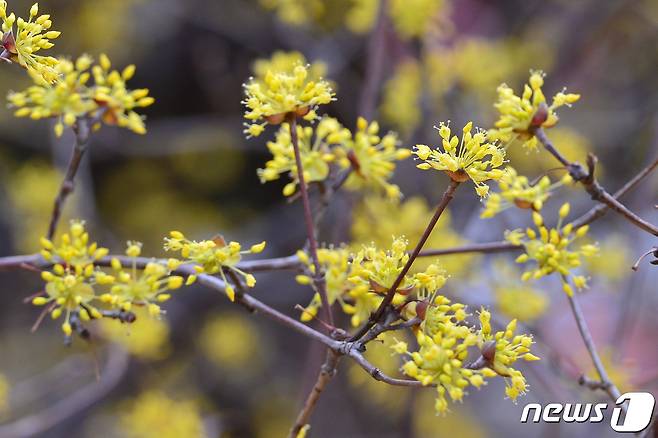 24일 경북 포항시 북구 두호동 야산에서 산수유 나무가 꽃망울을 활짝 터뜨리고 있다. 2021.2.24/뉴스1 © News1 최창호 기자