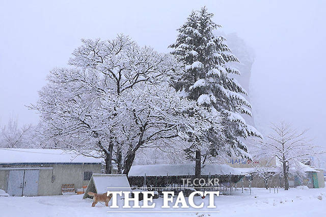 1일 강원 인제군 북면 용대리에 많은 눈이 내려 나무 위에 눈이 하얗게 쌓여 있다.
