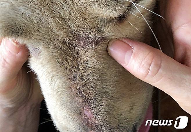 테이프로 입이 칭칭 감겨 있던 강아지의 입 주변에 상처가 나 있다. 사진 동물구조119 제공 © 뉴스1