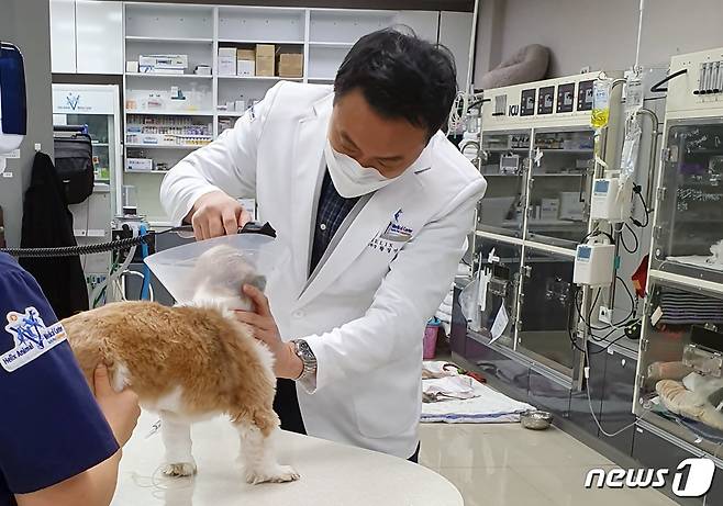 수의사가 강아지를 진료하고 있다. © 뉴스1