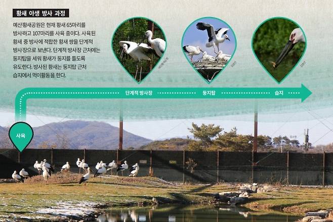 예산황새공원은 현재 황새 65마리를 방사하고 107마리를 사육 중이다. 사육된 황새 중 방사에 적합한 황새 쌍을 단계적 방사장으로 보낸다. 단계적 방사장 근처에는 둥지탑을 세워 황새가 둥지를 틀도록 유도한다. 방사된 황새는 둥지탑 근처 습지에서 먹이활동을 한다.. 예산황새공원·김경선 제공