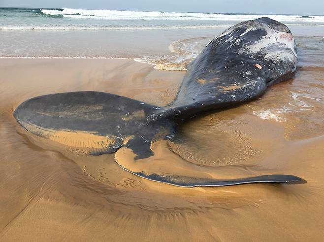 싸움에 졌나…대왕오징어 빨판 자국 남은 향유고래 사체 발견