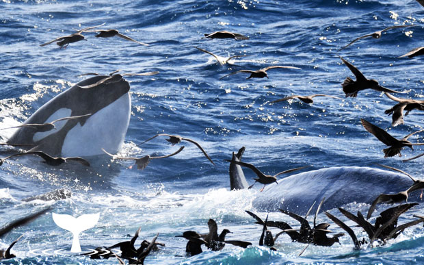 바다의 지배자, 범고래의 집단사냥 현장이 카메라에 잡혔다. 18일 데일리메일 호주판은 호주 서부 해안에서 대왕고래 한 마리를 집어삼키는 범고래 75마리가 포착됐다고 전했다.