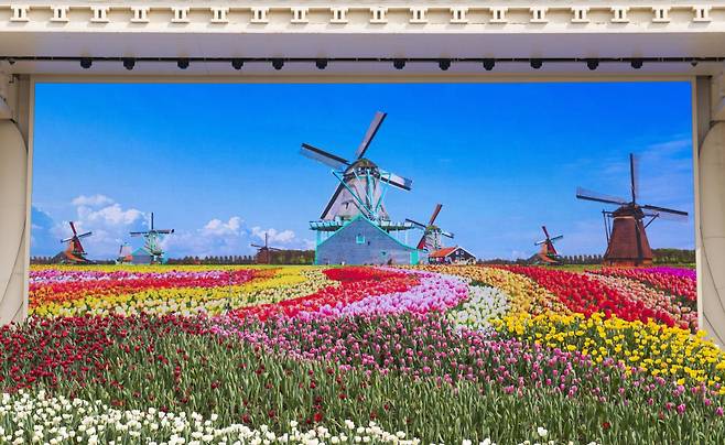 ‘튤립의 나라’ 네덜란드의 정원을 에버랜드로 그대로 옮긴 듯한 130만송이 튤립정원. [에버랜드 제공]