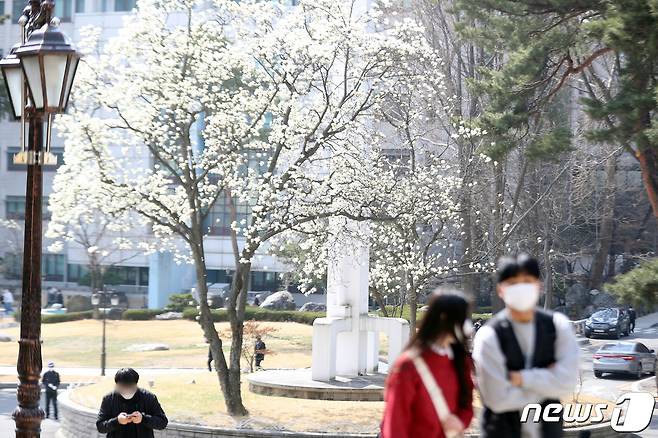 포근한 봄 날씨를 보인 23일 오후 서울 동대문구 경희대학교 서울캠퍼스에서 학생들이 목련꽃 사이로 발걸음을 옮기고 있다. 2021.3.23/뉴스1 © News1 황기선 기자