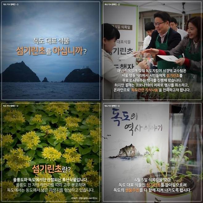 독도 대표 식물 섬기린초 관련 카드 뉴스. 서경덕 교수 제공