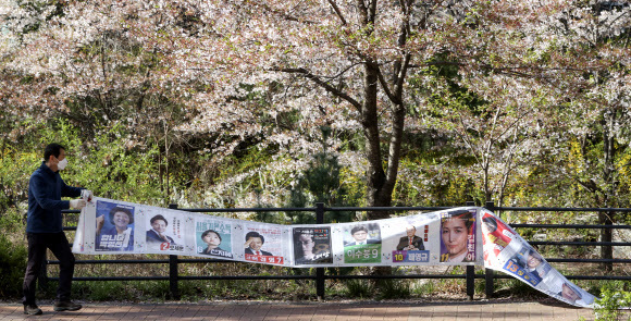 8일 오전 서울 진관동주민센터 관계자들이 은평뉴타운 벚꽃길 주변에 붙어 있던 선거벽보를 제거하고 있다. 연합뉴스