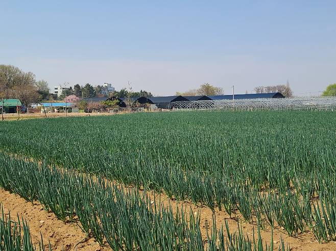 고양시 덕양구 일대 대파밭/사진=임소연 기자