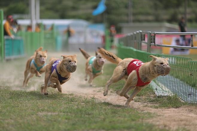 전남 진도군 진도개테마파크의 공연 프로그램 중 하나인 경주에서 진돗개들이 달리고 있다. 진도군청 누리집