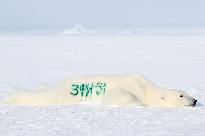 러시아 지리 탐사대가 북극해 알렉산드라 섬에서 북극곰을 마취한 뒤 곰 몸통에 인식번호를 썼다. 러시아지리협회가 조직한 북극탐사대는 지난 3월 중순부터 북극해 프란츠 요셉 군도에서 연구활동을 벌이고 있다. TASS=연합뉴스