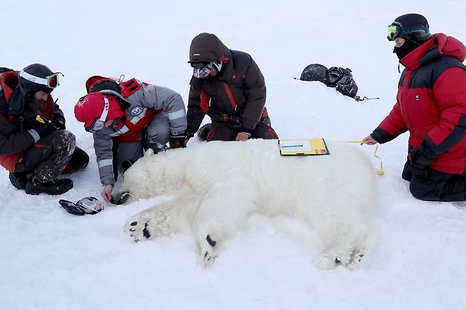 러시아 연구자들이 마취한 북극곰을 조사하고 있다. TASS=연합뉴스