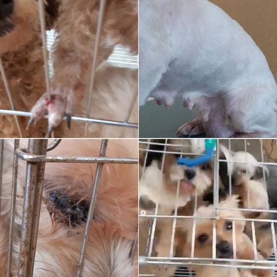 〈사진=동물단체 '유엄빠' 인스타그램 캡처〉