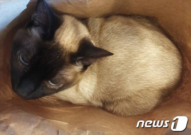 쇼핑백에 담겨 버려진 고양이. 사진 유기견새삶 제공 © 뉴스1