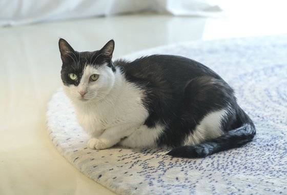 "너님은 누구냐옹~?" 김완선 씨 반려묘 똘이. 이 러그는 똘이의 영역이다. 손님이 오면 항상 지키고 앉아 있다고. 김성룡 기자