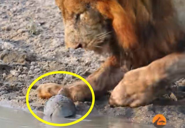 유튜브 채널 Kruger Sightings 캡처