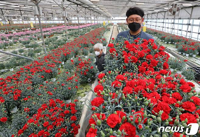 어버이날을 일주일여 앞둔 지난달 29일 오후 경기도 평택시의 한 카네이션 농가에서 관계자들이 카네이션 출하를 하고 있다. /사진=뉴스1