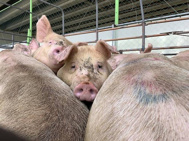 5월27일 한 도살장 앞 트럭에 6개월령으로 추정되는 돼지들이 가득 타고 있다. 서울애니멀세이브 제공