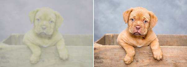 개와 고양이의 눈에는 오른쪽의 강아지가 왼쪽 사진처럼 보인다. 헝가리 외트뵈시 로란드 대학 동물연구팀이 운영하는 사이트(dog-vision.andraspeter.com/tool.php)에 사진을 올리면 개와 고양이의 눈에 비친 모습으로 변형해준다. 픽사베이