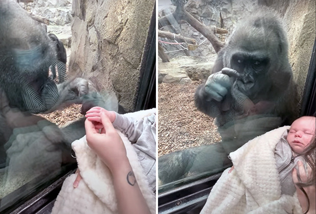 9일 ABC뉴스는 미국의 한 동물원 어미 고릴라가 엄마 관람객의 아기 자랑에 호응했다고 전했다.