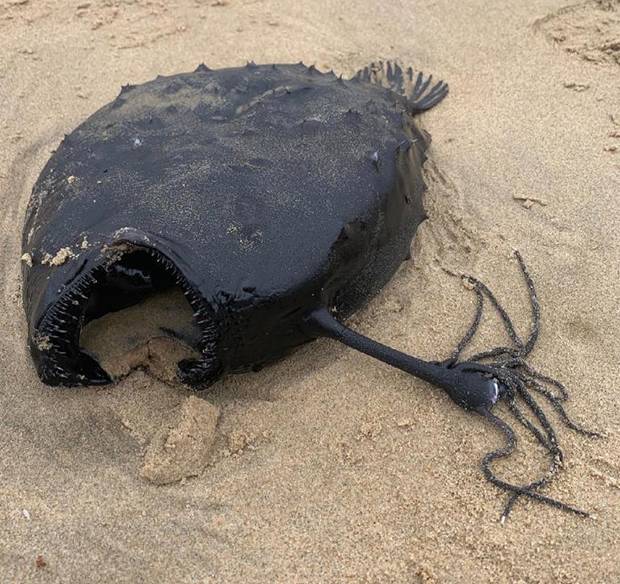 태평양이나 대서양, 인도양 등 온열대 해역의 수심 830m 깊은 바다에 서식하는 초롱아귀는 다른 심해어와 달리 몸 전체가 자흑색으로 불투명하다. 해변에 떠밀려온 초롱아귀도 입속까지 새까맸다.